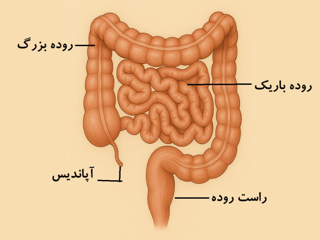 دستگاه گوارش انسان: سفر غذا از دهان تا روده - علمینک